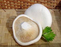 白靈菇畸形難控？逸村機(jī)械為您解憂