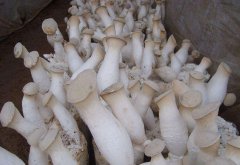 杏鮑菇細(xì)菌感染，個(gè)頭??？逸村機(jī)械為您查文獻(xiàn)招