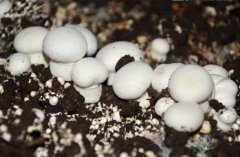 打造全國食用菌第一鎮(zhèn) 50億蘑菇小鎮(zhèn)項(xiàng)目簽約