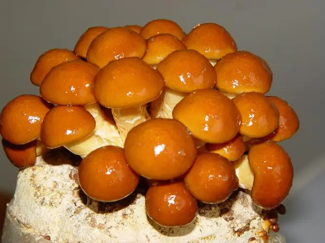 滑子菇發(fā)菌期管理要點(diǎn)